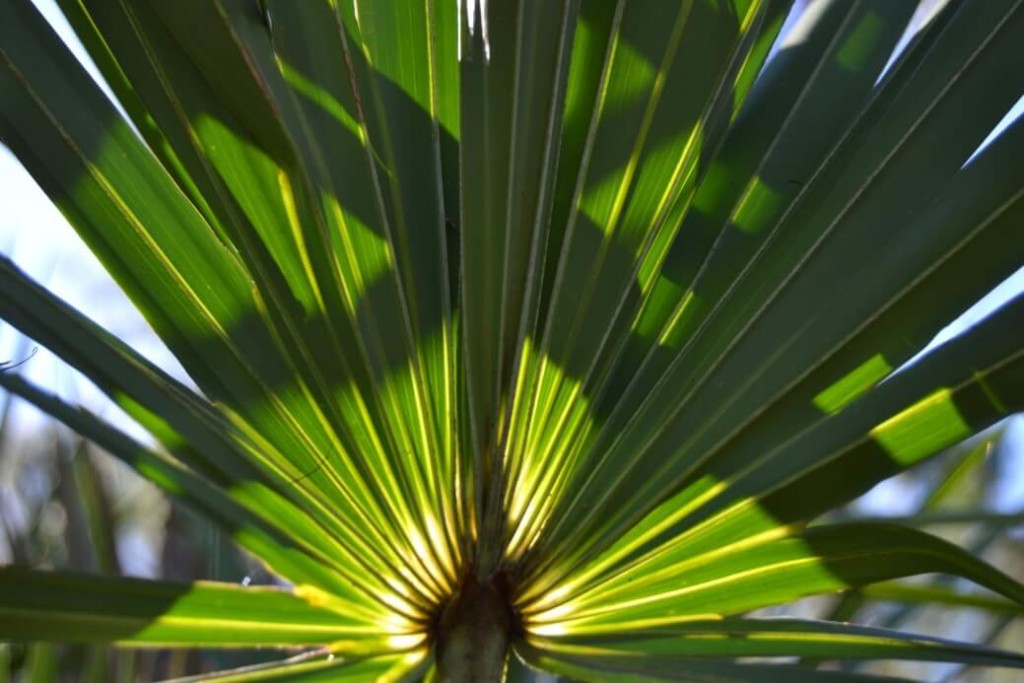 does saw palmetto affect testosterone